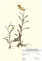 藏品(鼠麴草)的圖片